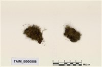 藏品(青苔科)的圖片